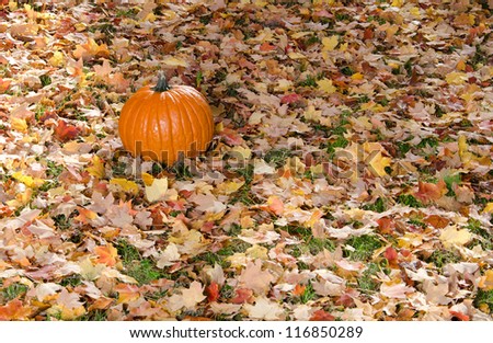 Large pumpkin sitting on ground covered with fall leaves