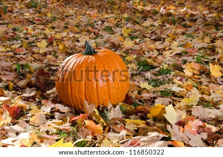 Large pumpkin sitting on ground covered with fall leaves