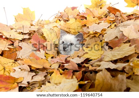 Cute baby kitten hiding in a pile of fall leaves