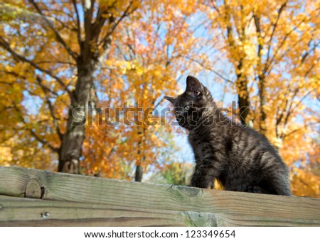 Cute black kitten on a railing with colorful fall foliage in background