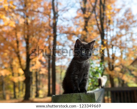 Cute black kitten on a railing with colorful fall foliage in background
