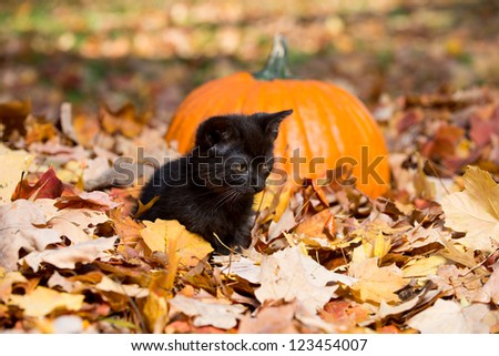 Cute black kitten in a pile of fall leaves with a pumpkin