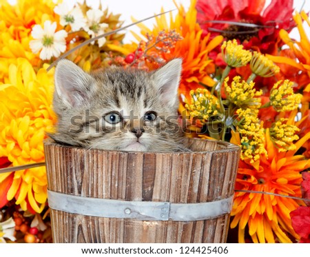 cute baby tabby kitten sitting inside of wooden barrel with flowers on white background