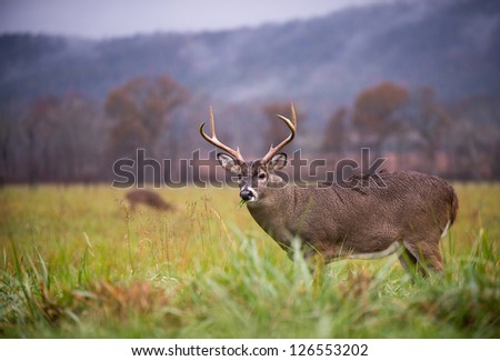 Large white-tailed deer buck standing in an open meadow