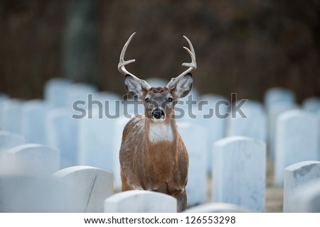 White-tailed deer buck in Jefferson Barracks National Cemetery near St. Louis, Mo.