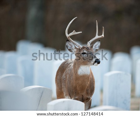 White-tailed deer standing in Jefferson Barracks National Cemetery near St. Louis, Mo.