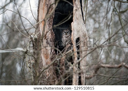 A barred owl sitting inside of hollow dead tree in the woods