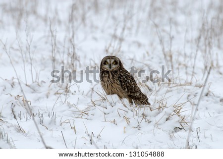 Short-eared owl perched on snow covered ground following a winter snowstorm
