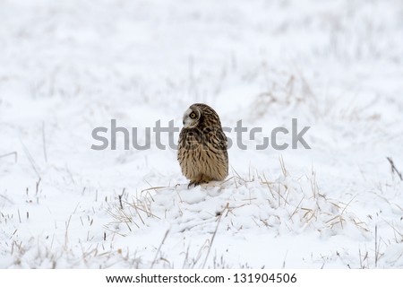 Short-eared owl perched on snow covered ground following a winter snowstorm
