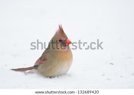 Female Northern cardinal sitting in the snow following a heavy winter snowstorm