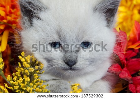 Cute baby kitten sitting with colorful artificial flowers