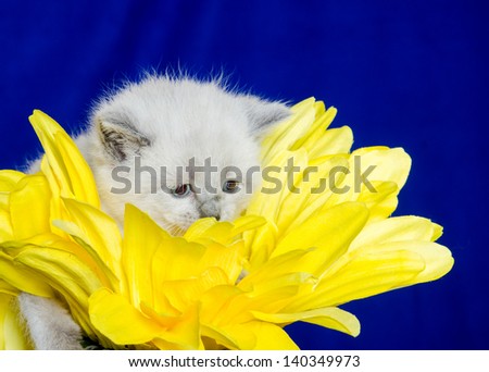 Cute baby kitten sitting on a flower with yellow petals and blue background