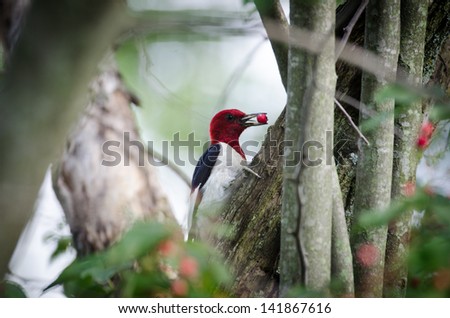 Red-headed woodpecker eating red berries in a tree