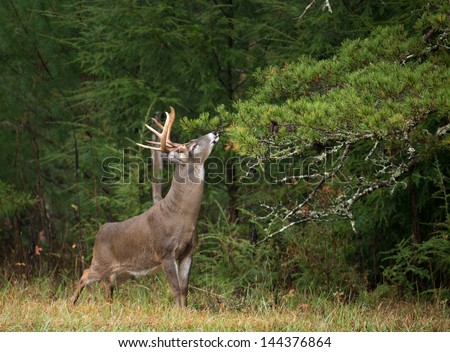 Large white-tailed deer buck in Smoky Mountain National Park