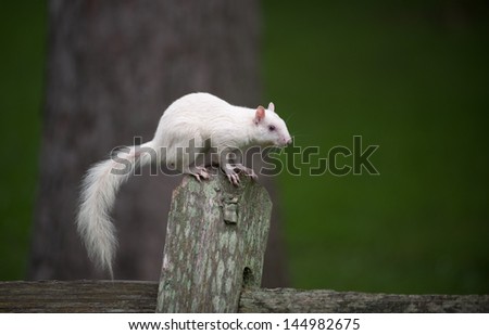 Rare white squirrel on a wooden fence in the city park in Olney, Illinois, one of the few places were a large number of them exist. The squirrels are not albino, but have white fur from leucism.