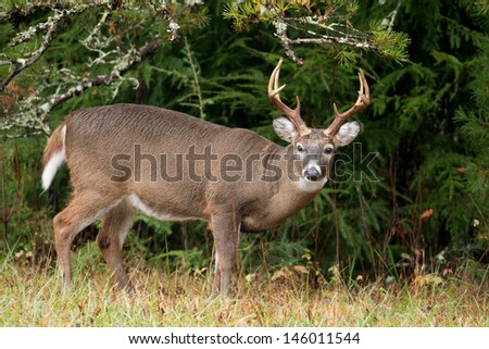 Large white-tailed deer buck in Smoky Mountain National Park