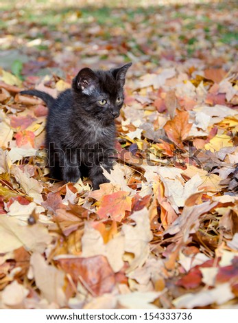 Cute baby kitten in pile of colorful fall leaves