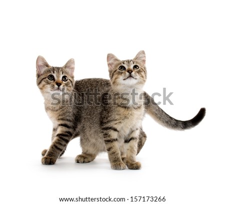 Two cute baby tabby short hair kittens on white background