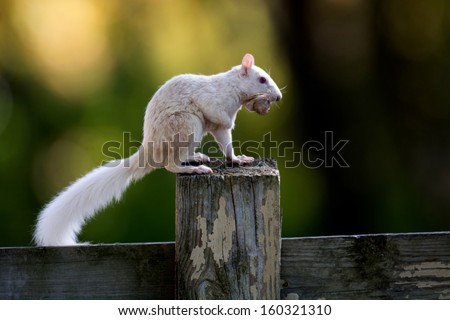Rare white squirrel on a wooden fence in the city park in Olney, Illinois, one of the few places were a large number of them exist. The squirrels are not albino, but have white fur from leucism.