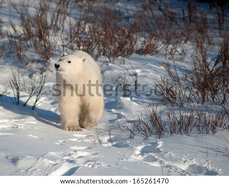 Cute polar bear cub standing ion snow covered ground outside of Churchill, Manitoba