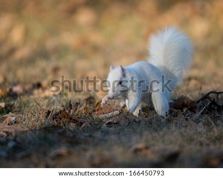 Rare white squirrel stashing nuts at a park in Olney, Illinois, one of the few places were a large number of them exist. The squirrels are not albino, but have white fur from leucism.