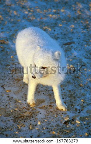 An arctic fox searches for food in the snow near Churchill, Manitoba