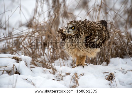 Short-eared owl perched in snow following winter storm.