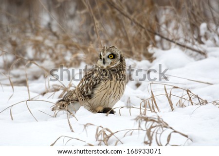 Short-eared owl perched in snow feeding on mouse following winter storm.
