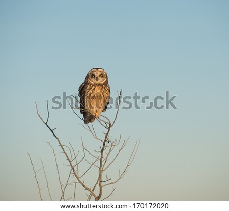 Short-eared owl perched in a tree in an open meadow in winter