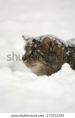 Cute tabby American shorthair cat hunts for birds following a heavy snowstorm