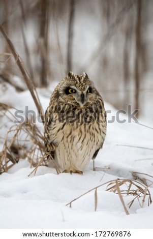 Short-eared owl perched in snow following winter storm.