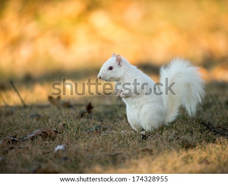 Rare white squirrel stashing nuts at a park in Olney, Illinois, one of the few places were a large number of them exist. The squirrels are not albino, but have white fur from leucism.