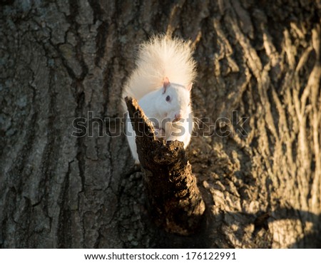 Rare white squirrel in a tree in the city park in Olney, Illinois, one of the few places were a large number of them exist. The squirrels are not albino, but have white fur from leucism.