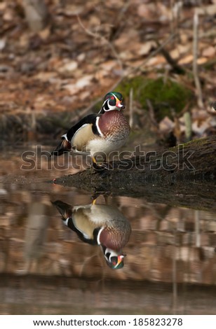 The image of a wood duck is reflected in the water of a small pond