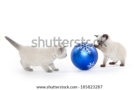 Cute baby kitten playing with large Christmas ornament on white background