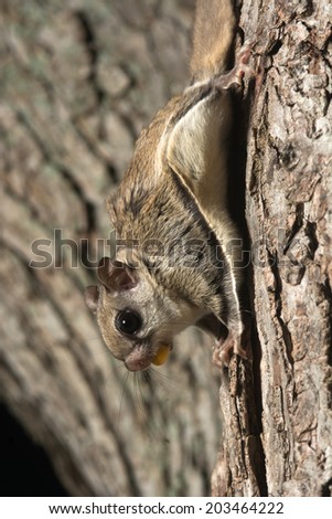 Southern flying squirrel clinging to a tree at night in southeastern Illinois