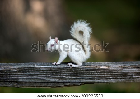Rare white squirrel perched on wooden railing in the city park in Olney, Illinois, one of the few places were a large number of them exist.