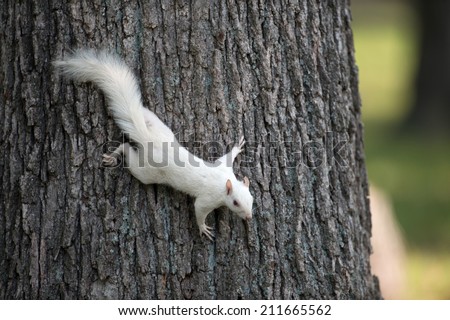 Rare white squirrel clinging to a tree in the city park in Olney, Illinois, one of the few places were a large number of them exist.