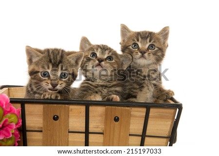 Three cute baby tabby kittens in basket with red flowers on white background