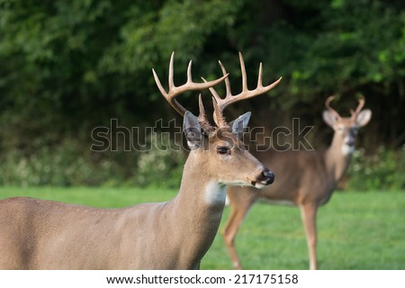 Large 12-point whitetail deer buck in a meadow in Jefferson Barracks National Cemetery in St, Louis, Missouri