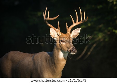 Large 12-point whitetail deer buck in a meadow in Jefferson Barracks National Cemetery in St, Louis, Missouri