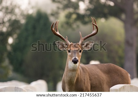 Whitetailed deer buck in Jefferson Barracks National Cemetery near St. Louis, Missouri