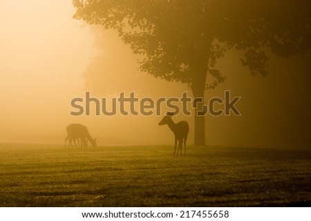 Whitetailed deer on a foggy morning in Jefferson Barracks National Cemetery in St. Louis, Missouri