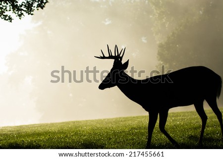 Whitetailed deer buck silhouetted on a foggy morning in Jefferson Barracks National Cemetery in St. Louis, Missouri.