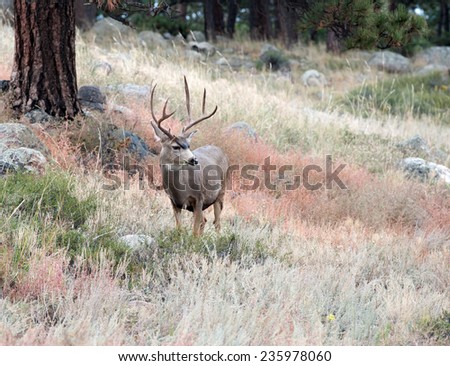 Large mule deer buck standing on a hillside in Rocky Mountain National Park, near Estes Park, Colorado