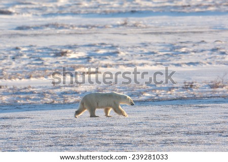 Female polar bear walking across snow covered tundra near Churchill, Manitoba