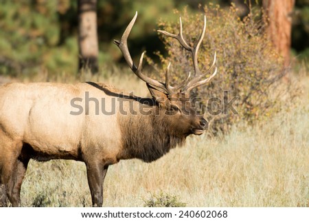 A large bull North American elk standing in an open meadow during the rut in Rocky Mountain National Park in Colorado.
