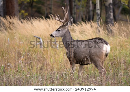 A large mule deer buck standing in a meadow with aspen trees in the background in Rocky Mountain National Park near Estes Park, Colorado