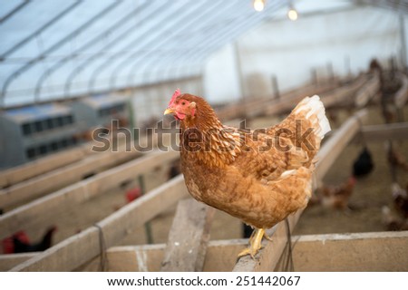A red sex link chicken in a large chicken coop for egg production on a farm in the midwest United States.