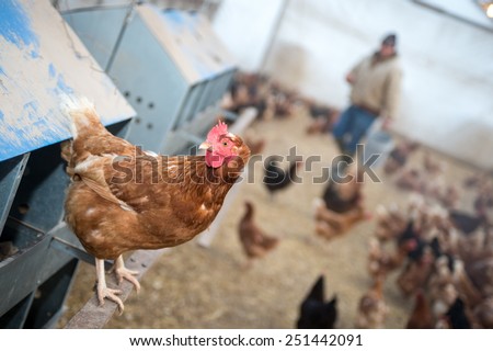 A farmer brings feed into a chicken house on a farm in midwest United States.